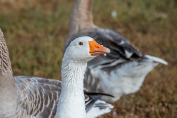 head of white goose