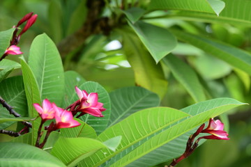 Flowers are blooming In the breeding season Has a green foliage background.white and yellow Plumeria