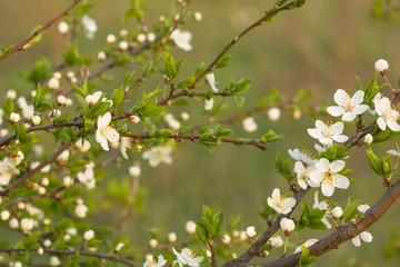 Frame with blossoming spring flowers on branches. Artistic nature backdrop