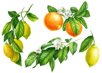 set of branches with lemons, green leaves, flowers, collection of citrus fruits on an isolated white background, watercolor illustration, botanical painting