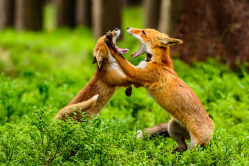 Red fox, vulpes vulpes, adult fox with young