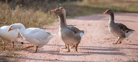 geese go down the trail