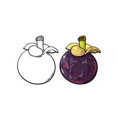 Realistic hand drawn sketch line art illustration of mangosteen tropical fruit, vector illustration isolated on white background, fresh organic food, set of objects