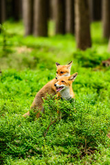 Red fox, vulpes vulpes, adult fox with young