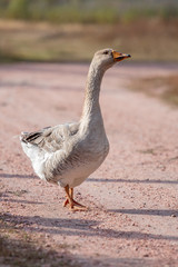 proud handsome goose
