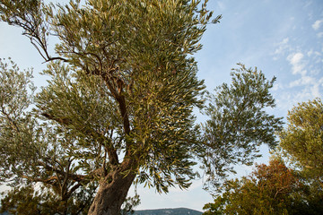 old olive tree with fruits in the Montenegro