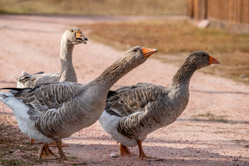 geese go down the trail