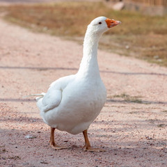 white goose