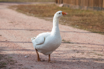 white goose