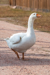 white goose