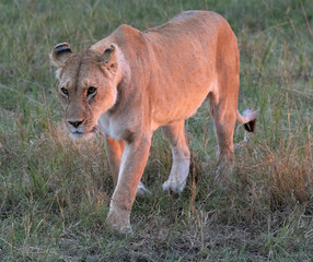 Lioness walking