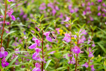 Fototapeta premium purple flowers in the garden with a bee