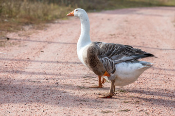 geese go down the trail