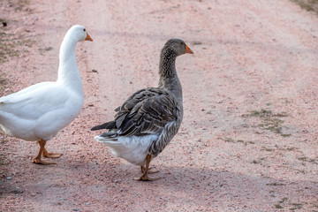 geese go down the trail