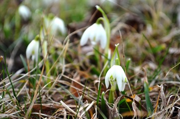 Snowdrops in the grass