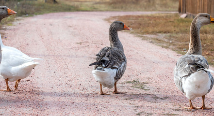 geese go down the trail