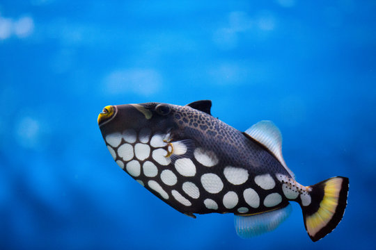 Tropical fish Balistoides conspilum, in an aquarium