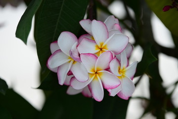 Colorful white flowers in the garden. Plumeria flower blooming.	