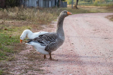 white and gray two goose