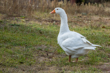 white goose eats green grass