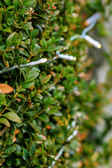 Christmas lights on bush