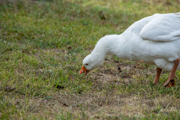 white goose eats green grass