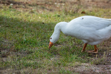 white goose eats green grass