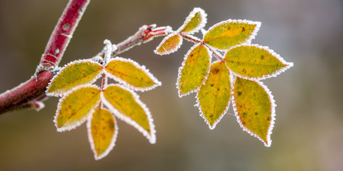 frozen branches and leaves in winter wonderland