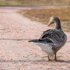 Fototapeta premium handsome goose walking on the road