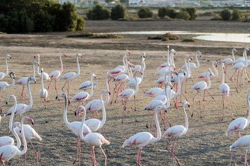 Caribbean pink flamingo at Ras al Khor Wildlife Sanctuary, a wetland reserve in Dubai, United Arab Emirates