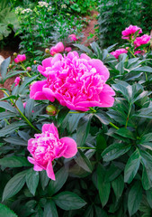 Obraz premium Pink flower peonies flowering on background pink flowers.
