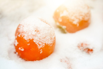 Bright persimmon fruit in a box covered with snow. The concept of the beginning of winter, white Christmas