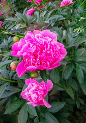 Pink flower peonies flowering on background pink flowers.