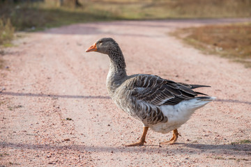 handsome goose walking on the road