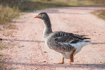 handsome goose walking on the road