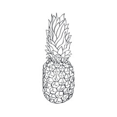 Beautiful realistic hand drawn pineapple fruit, vector illustration isolated on white background