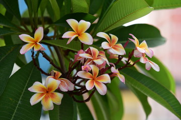 Obraz na płótnie Canvas Colorful flowers in the garden.Plumeria flower blooming.Beautiful flowers in the garden Blooming in the summer 