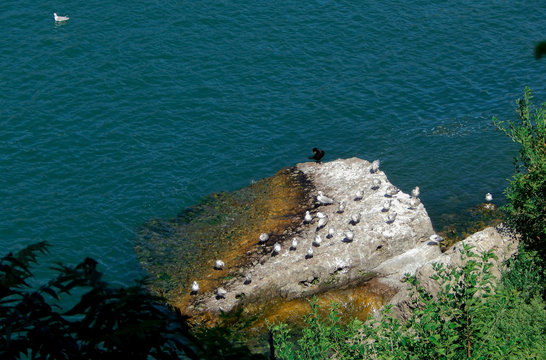 Group of gulls and a cormorant beside the niagara falls river