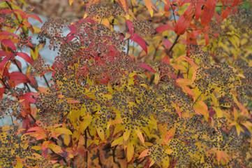 japanese meadowsweet in autumn with red and yellow leaves