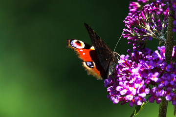 vanessa atalanta butterfly on lilac
