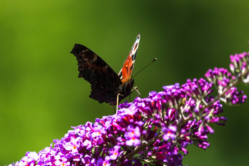 vanessa atalanta butterfly on lilac