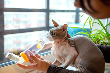 Young woman take care of a pet sphynx cat with asthma.  She makes him inhalation using the apparatus at home. - obrazy, fototapety, plakaty