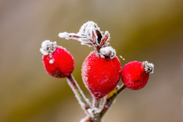 frozen branches and leaves in winter wonderland