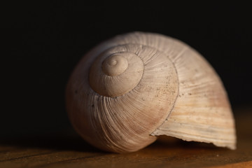 white Isolated empty house of a grapevine snail or escargot lying on a wooden table and the sun rays are lighting the shell.