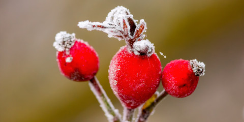 frozen branches and leaves in winter wonderland