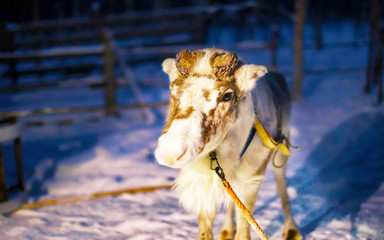 Reindeer sleigh in night Finland in Rovaniemi at Lapland farm. Christmas sledge at evening winter sled ride safari with snow Finnish Arctic north pole. Fun with Norway Saami animals.