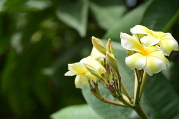 Colorful white flowers in the garden. Plumeria flower blooming.	