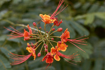 Bright red-yellow flowers with long stamens on a green background