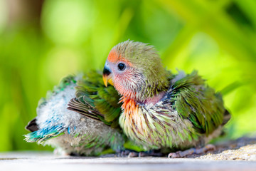 Naklejka premium a couple of baby love birds