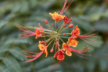 Bright red-yellow flowers with long stamens on a green background